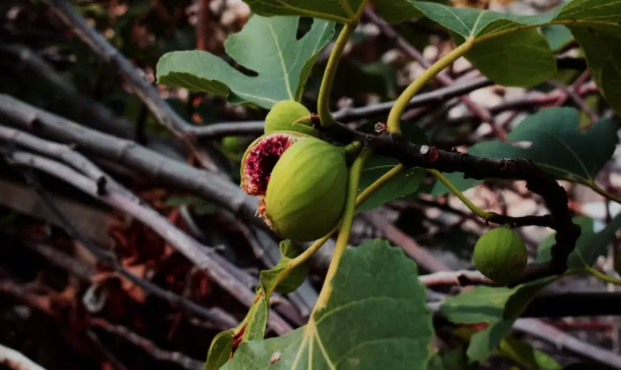 The Fascinating World of Fig Trees: Uncovering their Historical Significance, Biology, and Culinary Uses