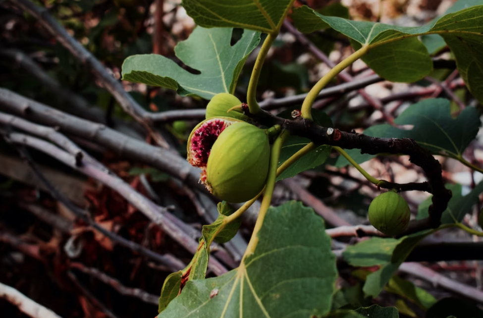 The Fascinating World of Fig Trees: Uncovering their Historical Significance, Biology, and Culinary Uses