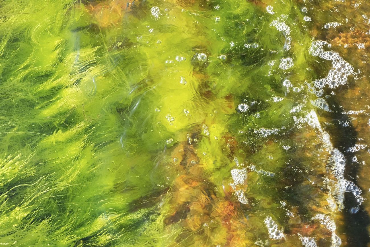 Unveiling the Secrets of Algae: An Exploration of its Fascinating World