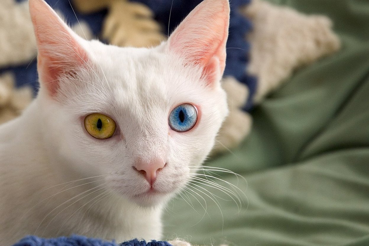 A white cat with one blue eye and one amber eye
