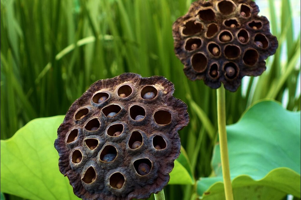 Close-up photograph of a lotus seed pod with its distinctive clustered dark holes densely packed together